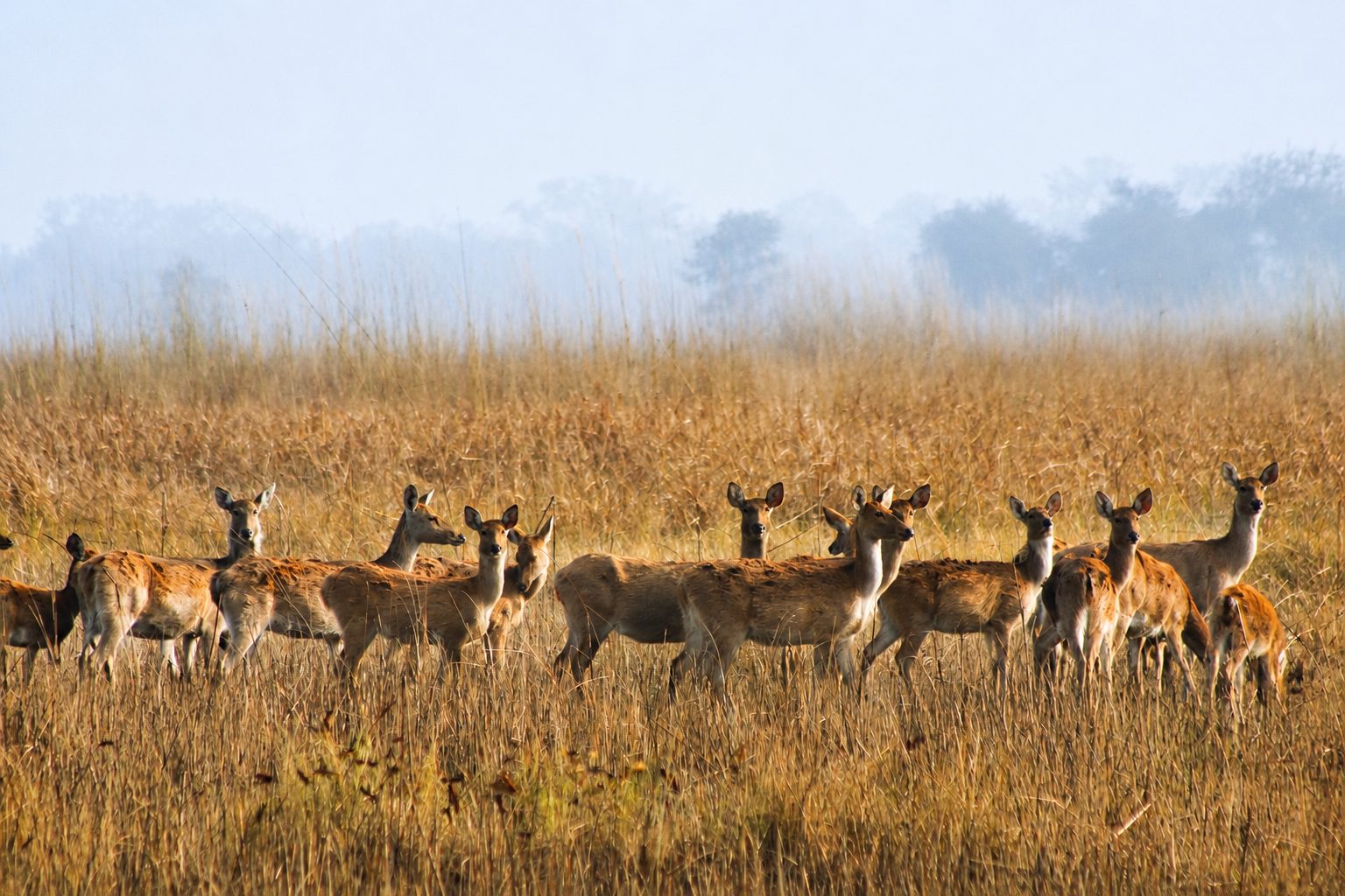 Shuklaphanta National Park